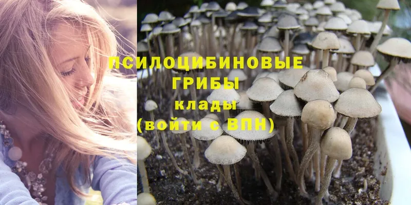 Псилоцибиновые грибы Psilocybe  Баймак 